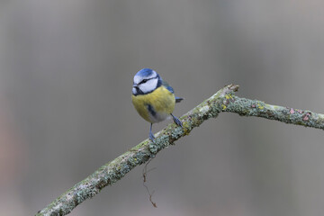 Blue Tit Cyanistes caeruleus perched on a dead branch