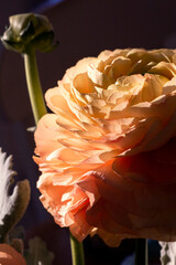 Macrophotography of a vivid pink buttercup flower on black background