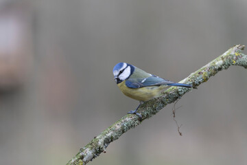 Blue Tit Cyanistes caeruleus perched on a dead branch