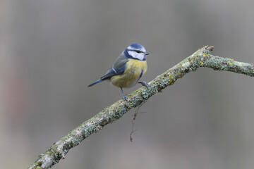 Fototapeta premium Blue Tit Cyanistes caeruleus perched on a dead branch
