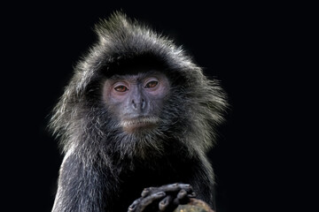 close up of a Java langur