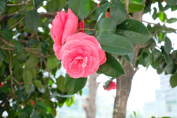 red camellia in full blooming