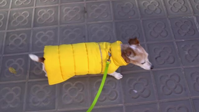 Adorable small dog Jack Russell terrier in cute yellow warm jacket walking streets of Barcelona tiles with a typical pattern of the city. video footage. Live shaking camera, lifestyle video footage.
