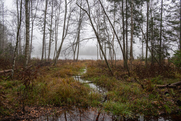 Obraz premium Swampy lake shore with leaveless trees in foggy misty autumn day