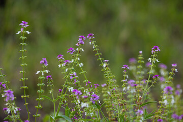 purple wildflowers in Kruger National Park