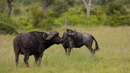 Obraz premium a cape buffalo and blue wildebeest together