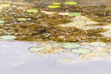 Green lily leaves float in the blue clear water of the pond.