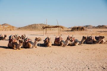 Camels sit on the ground and rest. Lots of camels in a Bedouin village. Camels for the tutists in Egypt