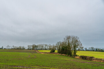 Obraz premium Field in County Antrim, UK