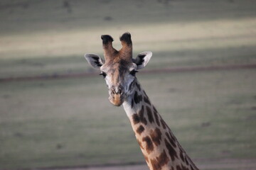 giraffe grazing in a savannah in the masai mara national park in the morning sun