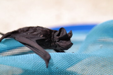 A small sick bat over a blue net