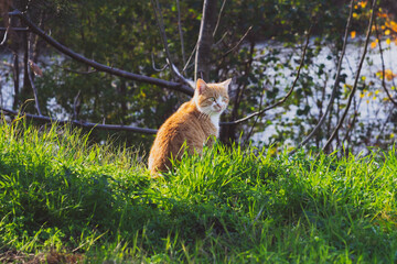 A cute stray cat, with white and orange fur, resting on a chilly autumn day sitting in green grass overlooking a river