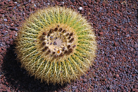 Globe-shaped Cactus From Above