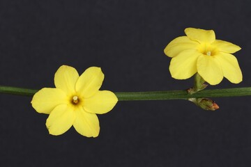 Jasminum nudiflorum – yellow winter jasmine