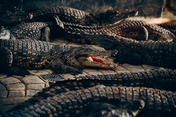 Crocodiles bask in the sun. Crocodile farm. Cultivation of crocodiles. Crocodile sharp teeth. - 560991917