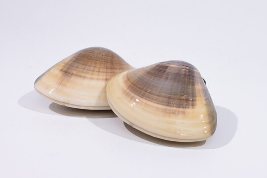 はまぐり ハマグリ 蛤 イメージ素材 写真素材