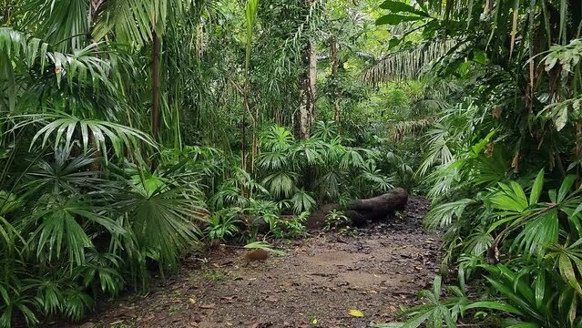 Traveler's POV Walking Forward Throw Rainforest Jungles on Dirt Path after Rain When Suddenly Wild Animal Running Across Walkway  