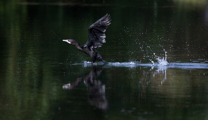 indian cormorant run on water