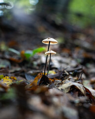 Mushroom in Forest