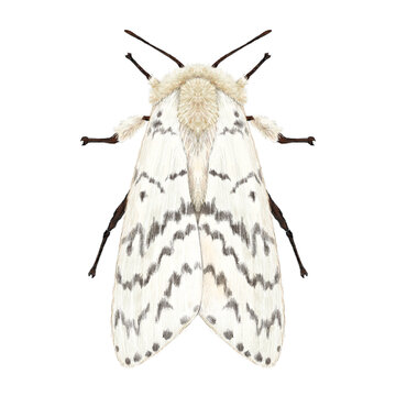 Gypsy Moth