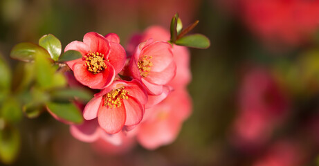 Fototapeta na wymiar Blooming pink japanese quince easter flowers. Spring forward, springtime floral banner.