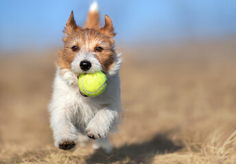 Playful active happy jack russell terrier pet dog puppy running, playing in the grass with a toy ball
