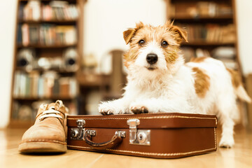 Cute dog puppy waiting on a retro suitcase with a shoe. Pet travel, vacation or holiday concept.