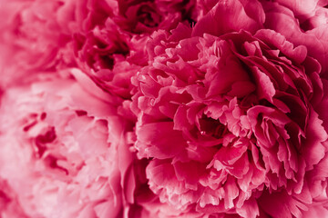 2023 color Viva Magenta, beautiful pink peony flower background © Olga Miltsova