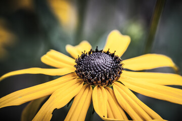 Blüte einer Blume