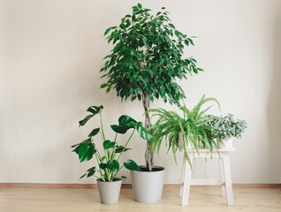 houseplants ficus benjamina, fittonia, monstera, nephrolepis and ficus microcarpa ginseng in flowerpots