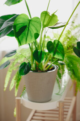 green houseplants nephrolepis and monstera in white flowerpots on window