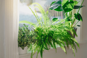 green houseplants fittonia, nephrolepis and monstera in white flowerpots on window