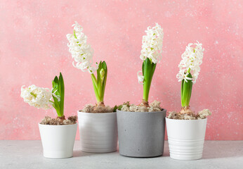 white hyacinth traditional winter christmas or spring flower on pink background