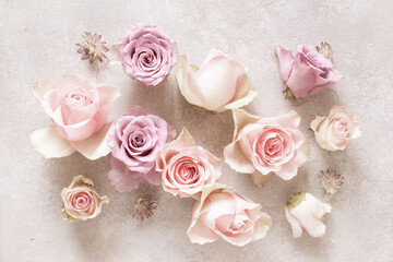 beautiful pink rose flowers background