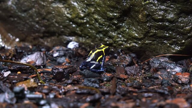 Tiny dyeing poison dart frog, dendrobates tinctorius with bright blue and yellow appearance, leaping forward on the wet and misty forest ground, close up shot.