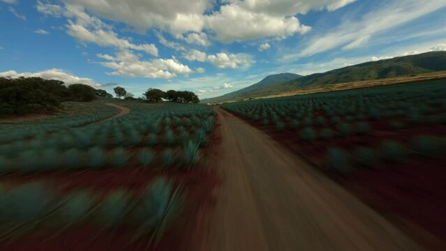 FPV DRONE: FLYING OVER AGAVE FIELDS IN TEQUILA 
