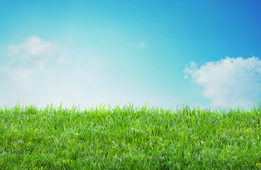 Fototapeta na wymiar field grass background with blurred bokeh and blue sky landscape