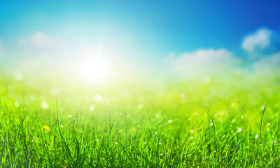 Fototapeta na wymiar field of grass background with blurred bokeh and sun