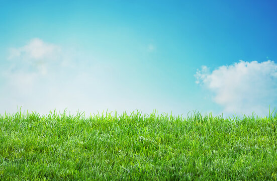 field grass background with blurred bokeh and blue sky landscape