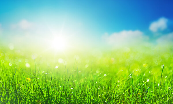 field of grass background with blurred bokeh and sun