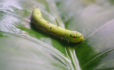 Cobra Caterpillar on green leaf, Close up shot