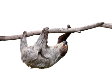 Cute two-toed sloth hanging on tree branch isolated on transparent background png file	