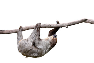 Cute two-toed sloth hanging on tree branch isolated on transparent background png file  © Passakorn