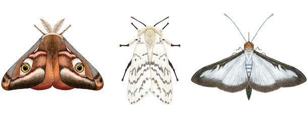 Emperor, Gypsy & Boxtree Moths