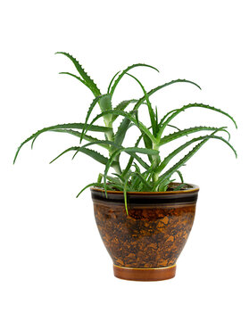 Succulent aloe plant in a brown ceramic pot