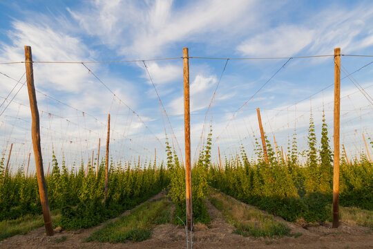 Hop plants growing in rows on a farm in Grandview, Washington.