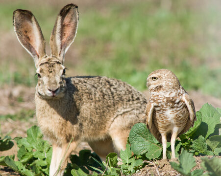 Burrowing Owl (Athene cunicularia) and Jackrabbit (Lepus californicus)
