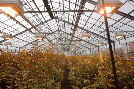Vegetables growing in greenhouse, Hveragerdi, Iceland