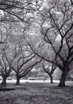 Two Trees Seemingly Jousting With Each Other