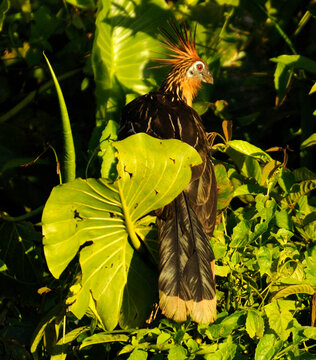 Bird, Napo Wildlife Center, Yasuni National Park, Napo Wildlife Center, Quichua Community, Amazonia, Ecuador